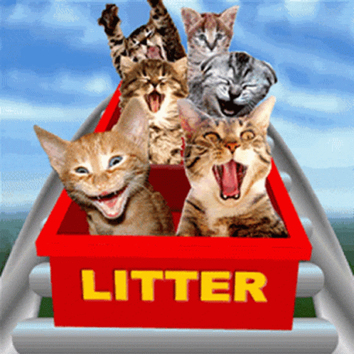 Cats Rollercoaster GIF - Cats Rollercoaster Kitty GIFs