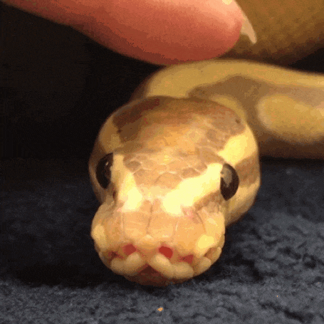 a close up of a snake 's face with a person 's hand petting it