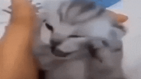 a close up of a cat 's face with a person 's hand in the background .