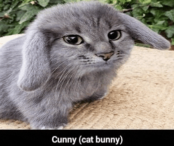 a gray cat with long bunny ears is sitting on a table .