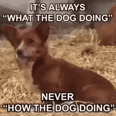 Indiniprint Sad Dog GIF