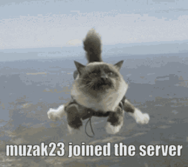 a cat is flying through the air with the words muzak23 joined the server below it