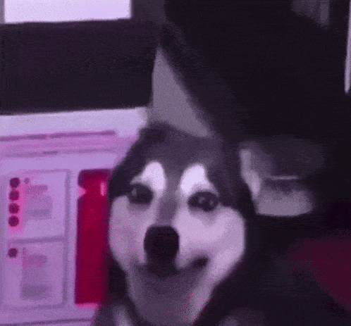 a husky dog is sitting next to a person in a room .