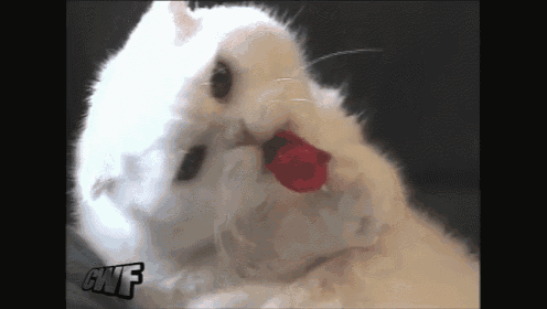 a white cat is playing with a red toy and the letters gnf are visible in the corner