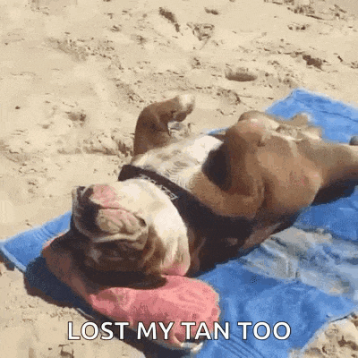 a bulldog is laying on its back on a beach towel and says lost my tan too