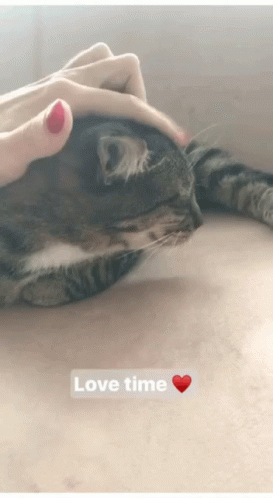 Pet Cat GIF - Pet Cat Love Time GIFs