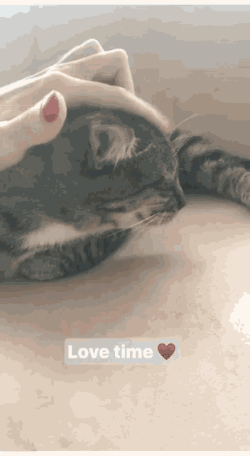 a person petting a cat with the words love time written below it