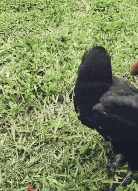 a black bird standing in the grass looking at something
