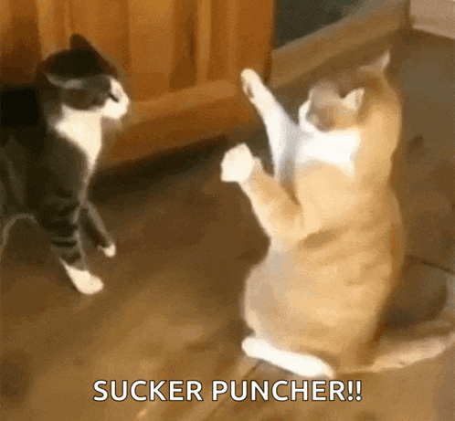 two cats are playing with each other and one of them is saying sucker puncher .