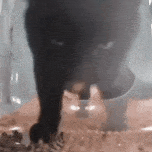 a close up of a black cat standing in a glass container .