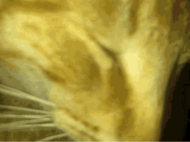 a close up of a cat 's nose and whiskers