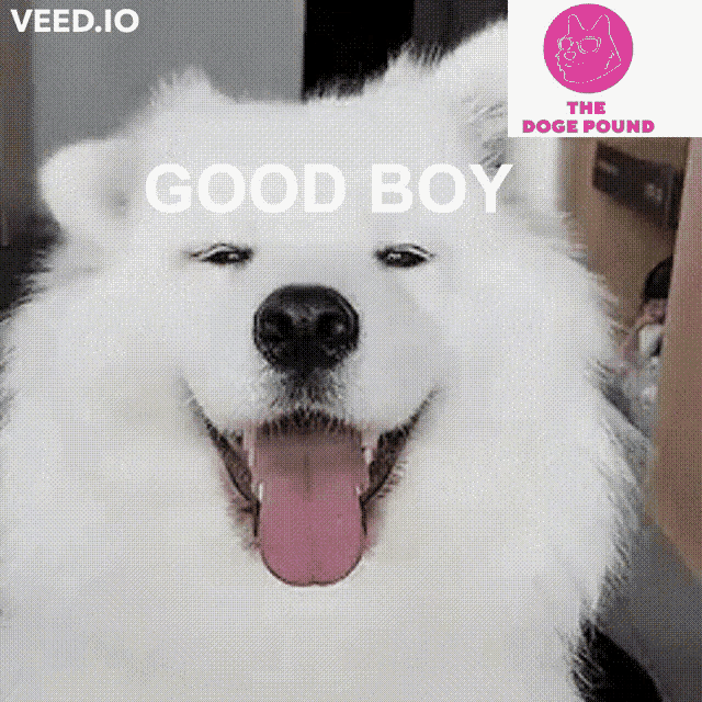 a white dog with its tongue hanging out and the words " good boy " on the bottom