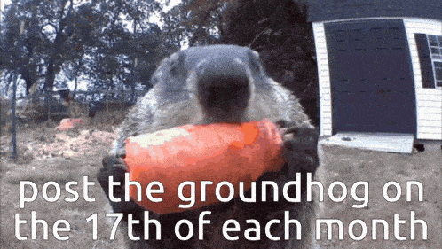 a groundhog is holding a carrot in its mouth with the words post the groundhog on the 17th of each month above it