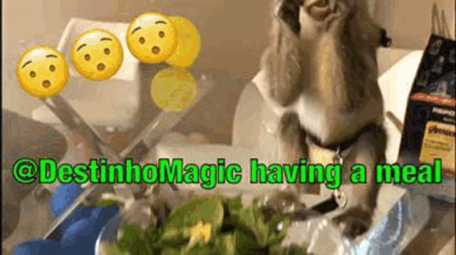 a dog is eating a salad with the words destinhomagic having a meal