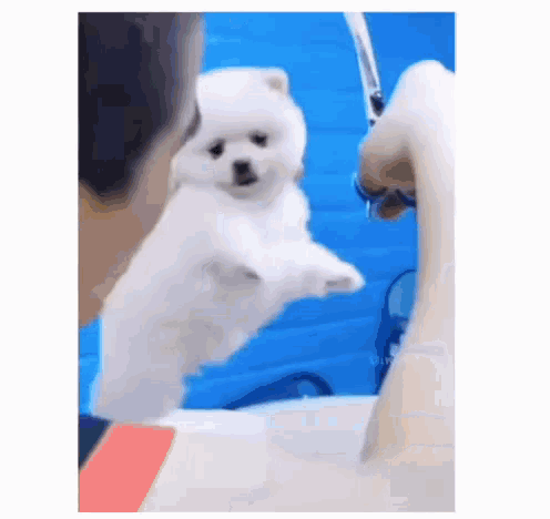 a small white dog is standing on its hind legs while a man grooms it .