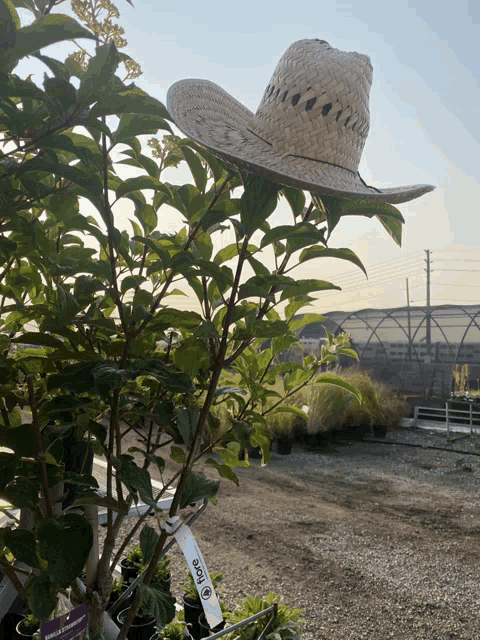 a straw hat is hanging from a plant with a tag that says ' shasta ' on it