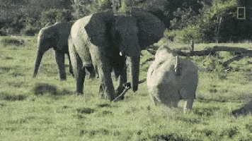 Elephants Wild GIF - Elephants Wild Rhino GIFs