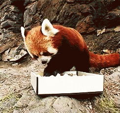 Red Pandas Are My Fave GIF - Yes Love Food GIFs
