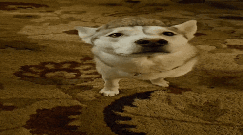 a husky dog wearing a hat stands on a rug