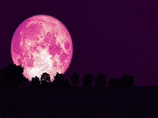 a pink full moon is rising over a silhouette of trees in the night sky .