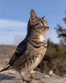 a bird with a cat 's head is standing on a rock .