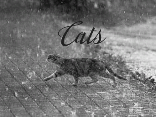 Cat Rain GIF - Cat Rain Cats GIFs