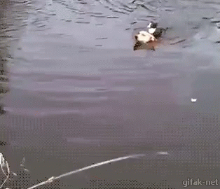 Swimming GIF - Cute Swimming Dog GIFs