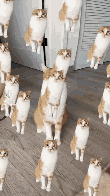 a bunch of cats are standing on their hind legs in a room .