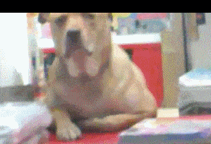 a dog is laying on a table with a red chair in the background