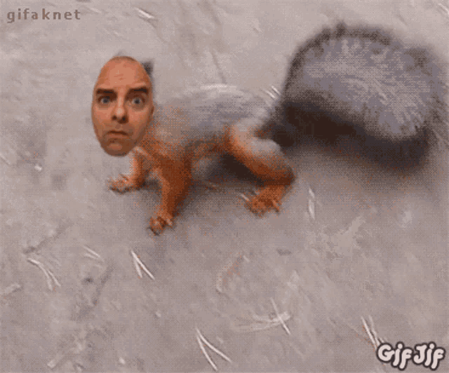 Hodlthatdoge Dogefam GIF - Hodlthatdoge Dogefam Squirrel GIFs