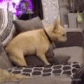 a dog is sitting on a couch in a living room with a cat .