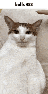a cat with balls 483 on it 's head is sitting on a couch