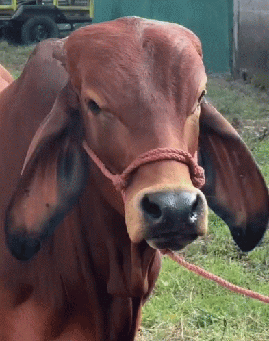 Cow Sus Dwayne The Cow Johnson GIF - Cow Sus Dwayne The Cow Johnson Cow GIFs
