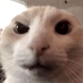 a close up of a cat 's face with a blurred background .