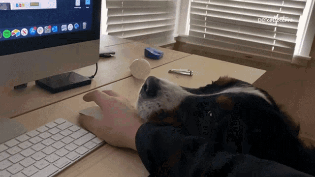 Seeking Attention The Pet Collective GIF - Seeking Attention The Pet Collective Lets Go GIFs