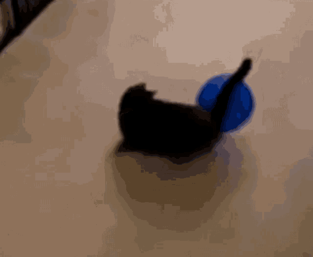 Balloon Funny GIF - Balloon Funny Cat GIFs