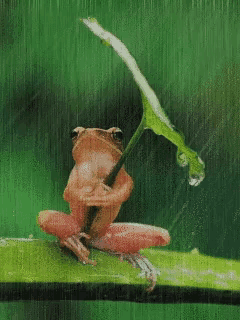 a frog is sitting on a branch holding a leaf