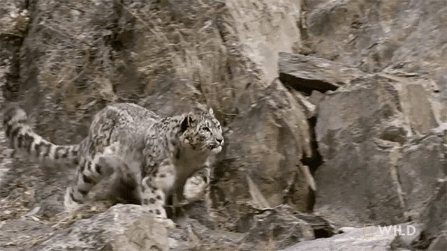Running Snow Leopard Day GIF - Running Snow Leopard Day Leaping GIFs