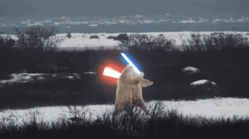 Star Wars Polar Bears GIF - Star Wars Polar Bears Light Saber GIFs