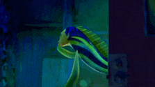 a fish with its mouth open is swimming in a dark room .