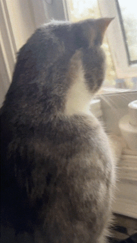 a cat looking out a window with a stack of toilet paper in the background