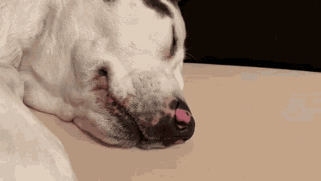Dog Sleeping GIF - Dog Sleeping Sleep GIFs