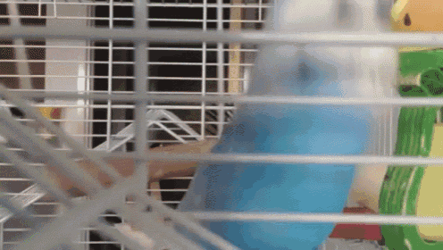 a blue parrot is sitting in a cage with a yellow parrot in the background