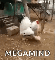 a chicken is walking through a muddy area with the words `` megamind '' written on it .