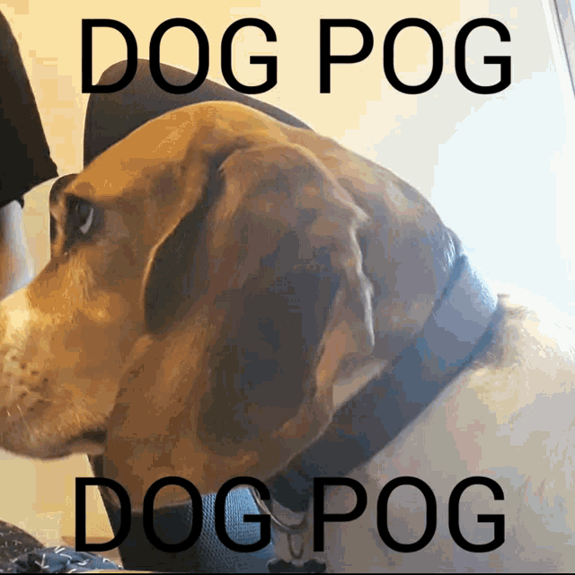 Dog Pog GIF - Dog Pog Dog Pog GIFs