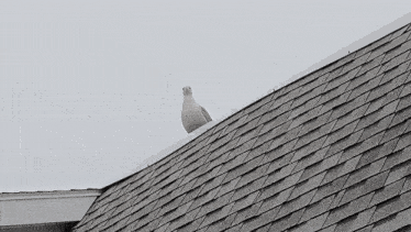 a pigeon perched on top of a roof with shingles