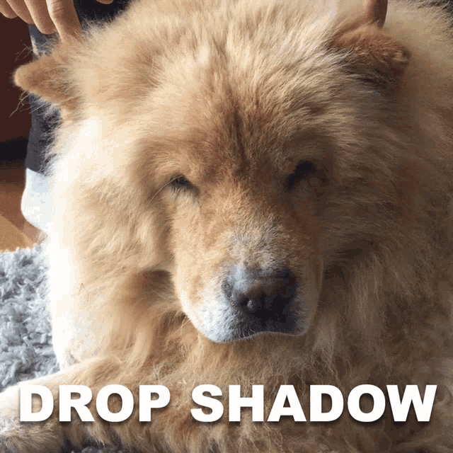 Dog Drop Shadow GIF - Dog Drop Shadow Pup GIFs