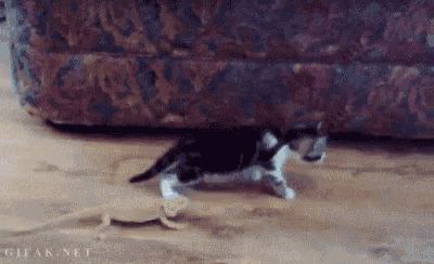 a black and white cat is walking next to a lizard on the floor .
