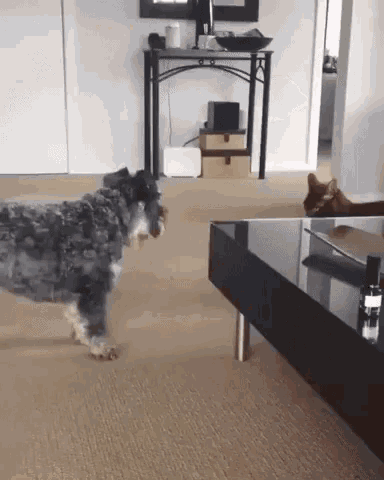 Cat Angry GIF - Cat Angry Dog GIFs
