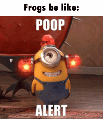 Poop Poopy GIF - Poop Poopy Frog GIFs